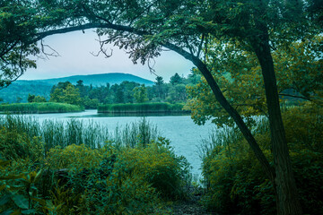 lake in the forest in the evening