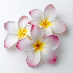 Fototapeta premium frangipani (plumeria) flowers on white background which is very beautiful