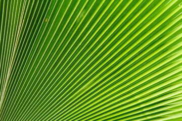 Obraz premium Green