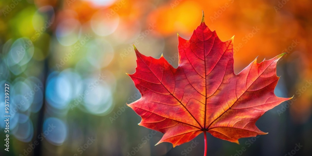 Sticker Medium shot of vibrant red maple leaf, autumn, foliage, nature, close-up, seasonal, fall, colorful, vibrant, textured, natural, plant