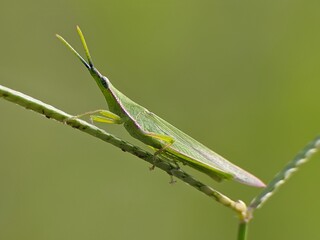 Acrida Cinerea with blur background