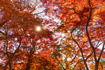 日本の風景・秋　埼玉県長瀞町　紅葉の秩父長瀞　月の石もみじ公園