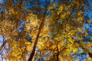 日本の風景・秋　埼玉県長瀞町　紅葉の秩父長瀞　月の石もみじ公園