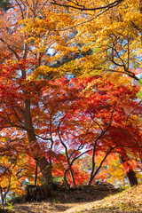 日本の風景・秋　埼玉県長瀞町　紅葉の秩父長瀞　月の石もみじ公園