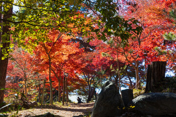 日本の風景・秋　埼玉県長瀞町　紅葉の秩父長瀞　月の石もみじ公園