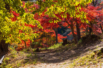 日本の風景・秋　埼玉県長瀞町　紅葉の秩父長瀞　月の石もみじ公園