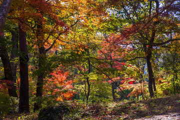 日本の風景・秋　埼玉県長瀞町　紅葉の秩父長瀞　月の石もみじ公園