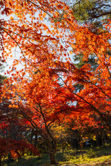 日本の風景・秋　埼玉県長瀞町　紅葉の秩父長瀞　月の石もみじ公園
