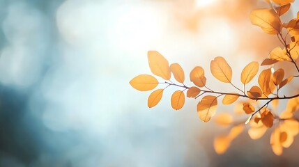 Obraz premium Autumn Branch Foliage: Sunlit Blurred Leaves on Blue Sky, Banner Template for Nature Design