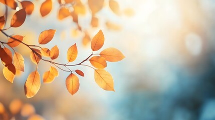Obraz premium Autumn Branch Foliage: Sunlit Blurred Leaves on Blue Sky, Banner Template for Nature Design