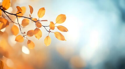 Obraz premium Abstract Autumn Nature Wallpaper: Blurred Leaves, Golden Foliage, Blue Sky Banner Template