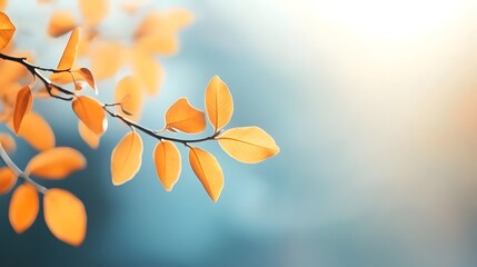 Obraz premium Autumn Branch Foliage: Sunlit Blurred Leaves on Blue Sky, Banner Template for Nature Design
