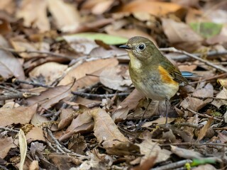 落ち葉の積もった地面に降りてエサを探しているルリビタキ