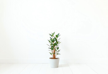Fototapeta premium a small plant in white wall room background with copy space