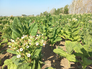 tobacco field ready for harvest