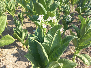 Tobacco plants that grow well