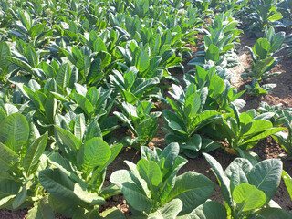 Very fertile tobacco fields with complete solar heat