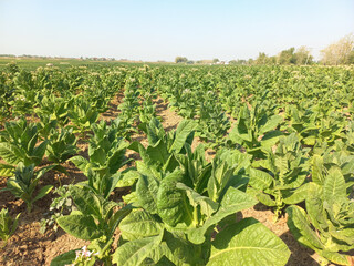 fertile fields of tobacco plants