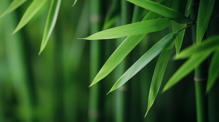 Lush Green Bamboo Leaves with Blurred Background - A close-up shot of vibrant green bamboo leaves against a blurred backdrop, symbolizing tranquility, nature, growth, resilience, and harmony.