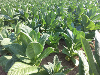 fertile tobacco farming in Indonesia