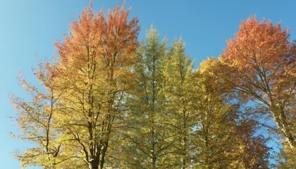  Autumns vibrant palette in full bloom