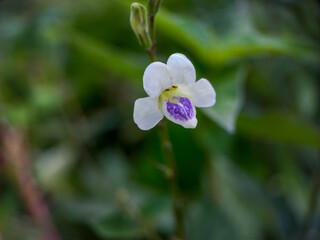 Asystasia gangetica flowers in bloom