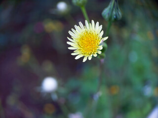 Sonchus asper flower in bloom