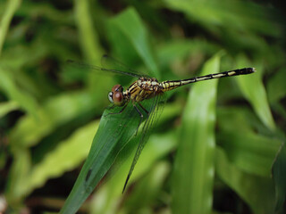 A dragonfly perched on a leaf