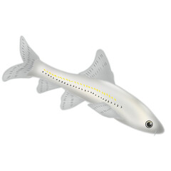 Elegant Fish Set - Endangered Species Illustration