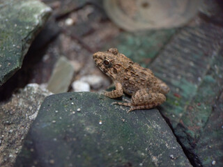 frog on the ground