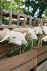 A woman feeding sheep with a piece of grass in front of a wooden fence in front of a group of sheep in a pen