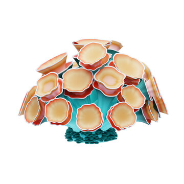 Mushroom Coral 3D Illustration. 3D Icon