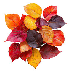 A vibrant collection of autumn leaves showcasing a spectrum of warm colors: red, orange, and yellow, perfect for seasonal themes