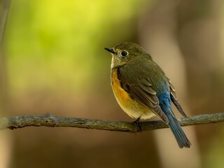 森の中の暗い木陰で枝に留まって周りを見渡しているルリビタキ