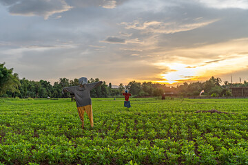 Fototapeta premium A farmer's doll stands in the middle of an Asian peanut plantation during the growing season. Peanut farm at sunset.