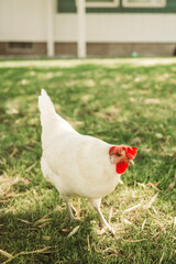 white chicken on the farm