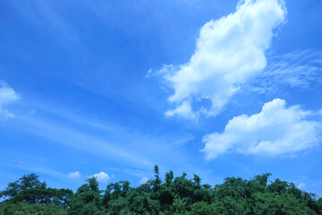 Beautiful green forests during the day and light blue skies with pristine white clouds and bright scenery.