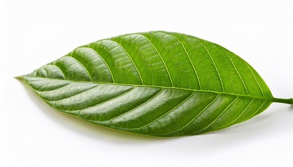 Obraz premium green cocoa leaf isolated on white