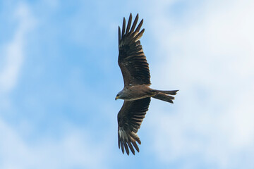 Black Kite Hovering Gracefully Against a Clear Blue Sky