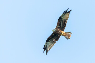 Obraz premium Red Kite Hovering Gracefully Against a Clear Blue Sky