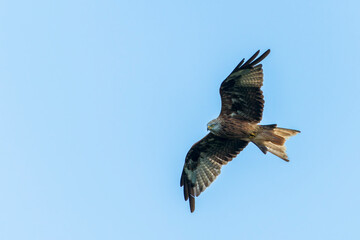 Red Kite Hovering Gracefully Against a Clear Blue Sky