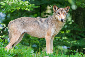 Timber Wolf Standing Majestically in Front of a Forest