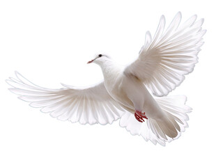 Obraz premium white dove isolated on a transparent back round
