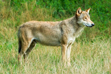Timber Wolf Standing Majestically in Front of a Forest
