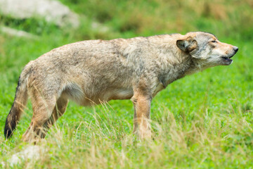 Timber Wolf Feasting on Meat