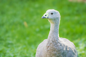 Close-Up of a Chicken Goose