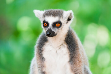 Close-Up of a Katta (Ring-Tailed Lemur)