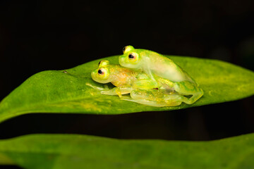 Close-Up of a Pair of Glass Frogs in Amplexus on a Leaf