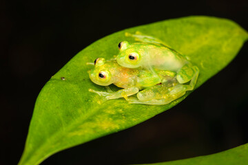 Close-Up of a Pair of Glass Frogs in Amplexus on a Leaf