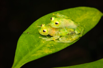 Close-Up of a Pair of Glass Frogs in Amplexus on a Leaf